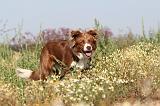 BORDER COLLIE 411